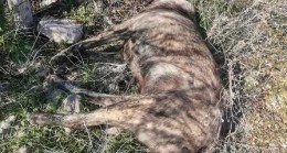 3 Kırma Kangal Köpek Ölü Bulundu