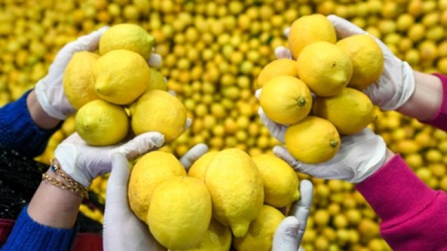 Büyükşehir 3 ilçede 10 ton limon dağıttı