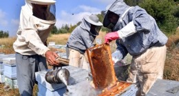 Arıcılar Ballarını Artık Modern Çadırlarda Sağacak