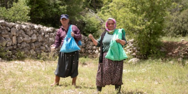 atalık tohum