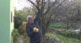 Armut ağacı aralık ayında meyve verdi