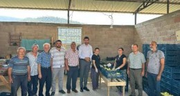 Dereköy’de incir hasat programı