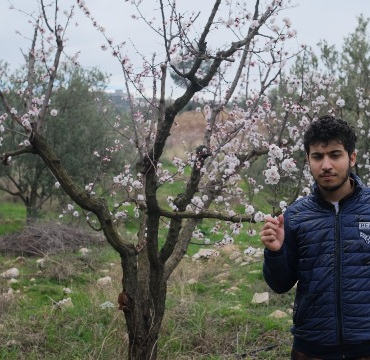 kayısı çiçek efe sönmez