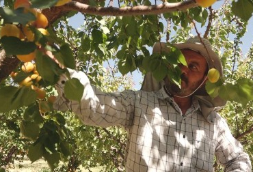 kayısı hasat1